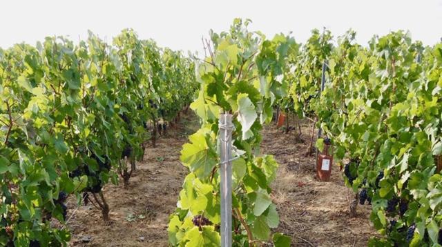 La Ferme De Maryse Villa Les Mesneux Ngoại thất bức ảnh